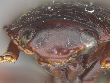 Media type: image;   Entomology 6023 Aspect: head frontal view